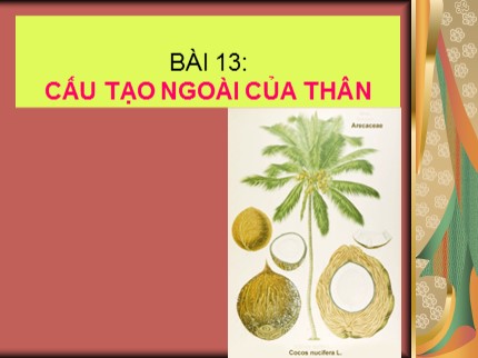 Bài giảng Sinh học 6 - Bài 13: Cấu tạo ngoài của thân