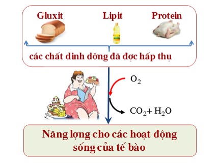 Bài giảng Sinh học 8 - Bài: Hô hấp và các cơ quan hô hấp