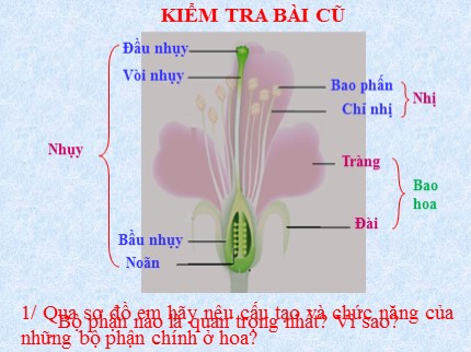 Bài giảng Sinh học Lớp 6 - Bài 30: Thụ phấn