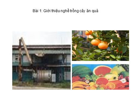 Bài giảng Công nghệ 9 - Bài 1: Giới thiệu nghề trồng cây ăn quả