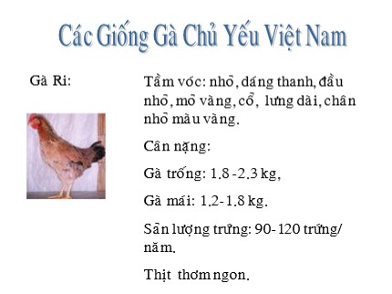 Bài giảng Công nghệ Lớp 7 - Các giống gà chủ yếu Việt Nam