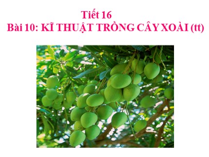 Bài giảng Công nghệ Lớp 9 - Bài 10: Kĩ thuật trồng cây xoài (Tiếp theo)