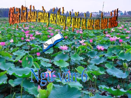 Bài giảng Ngữ văn Lớp 6 - Văn bản: Đồng Tháp Mười mùa nước nổi (Văn Công Hùng)