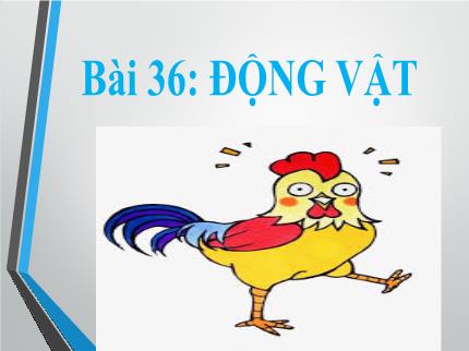 Bài giảng Khoa học tự nhiên 6 - Bài 36: Động vật