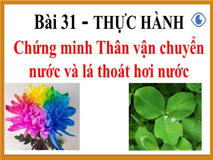 Bài giảng Khoa học tự nhiên 7 - Bài 31: Thực hành Chứng minh thân vận chuyển nước và lá thoát hơi nước